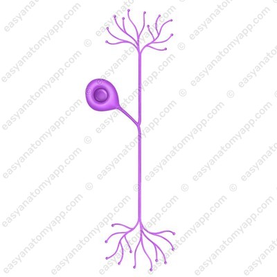 Pseudounipolar neuron