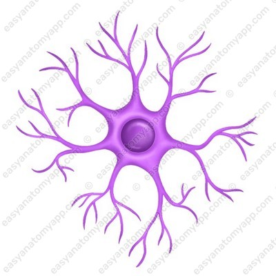 Axonless neuron