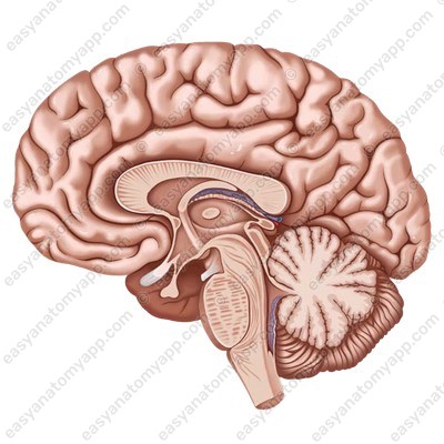 Brain (encephalon)