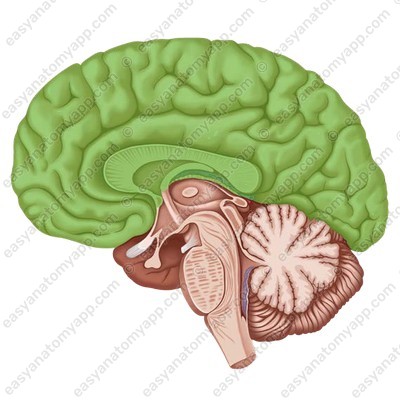 Cerebral hemispheres (hemispheria cerebri)