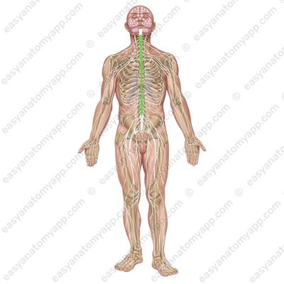 Spinal cord (medulla spinalis)