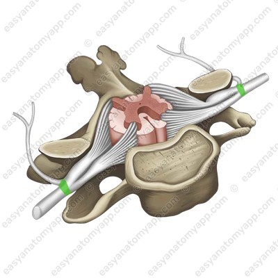 Spinal nerve (n. spinalis)