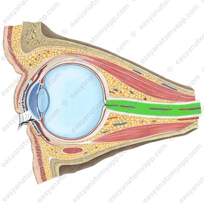 Optic nerve (nervus opticus)