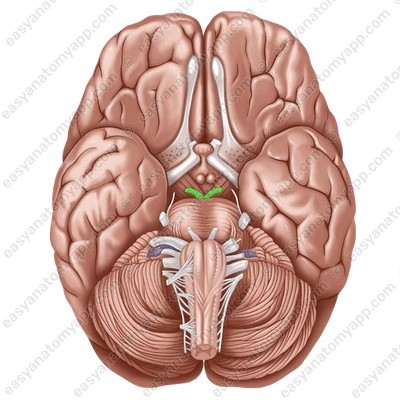 Oculomotor nerve  (nervus oculomotorius)