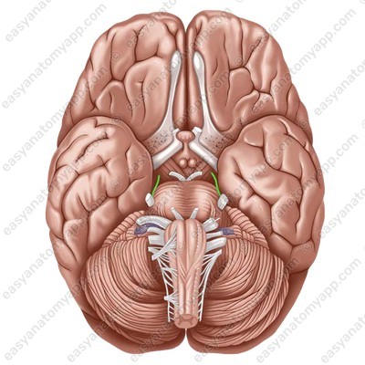 Trochlear nerve (nervus trochlearis)