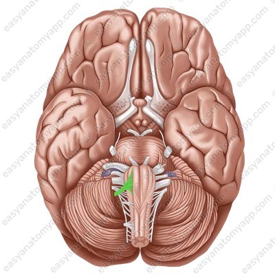 Hypoglossal nerve (nervus hypoglossus)