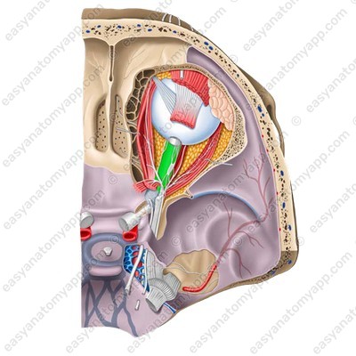 Intraorbital part (pars orbitalis)