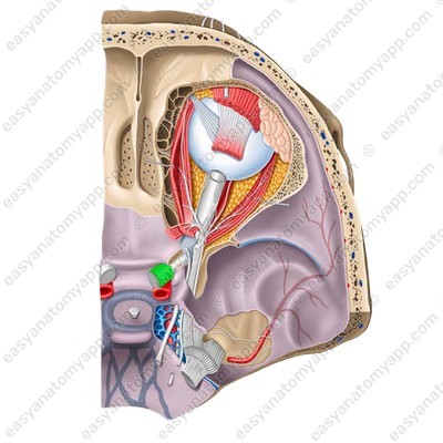 Intracranial part (pars intracranialis)