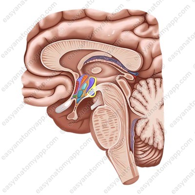 Supraoptic nucleus of the hypothalamus (nucleus supraopticus)