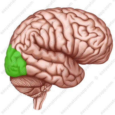 Occipital lobe (lobus occipitalis)