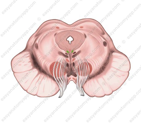 Oculomotor nucleus (nucleus nervi oculomotorii)