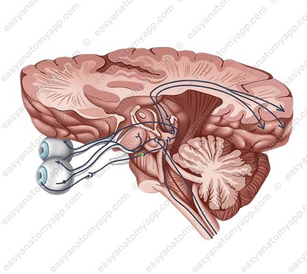 Accessory oculomotor nucleus | Edinger-Westphal nucleus (nucleus accessorius nervi oculomotorii)