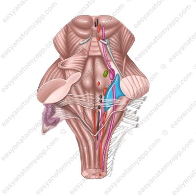 Motor nucleus of the trigeminal nerve (nucleus motorius nervi trigemini)