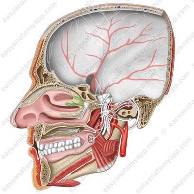 Lateral superior posterior nasal branches (rr. nasales posteriores superiores laterales)