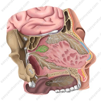 Medial superior posterior nasal branches (rr. nasales posteriores superiores mediales)