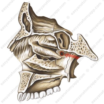 Sphenopalatine foramen (foramen sphenopalatinum)