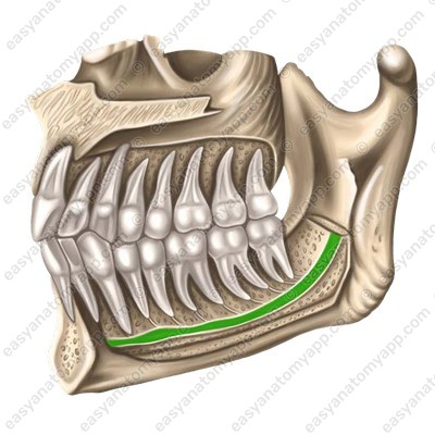 Mandibular canal (canalis mandibulae)