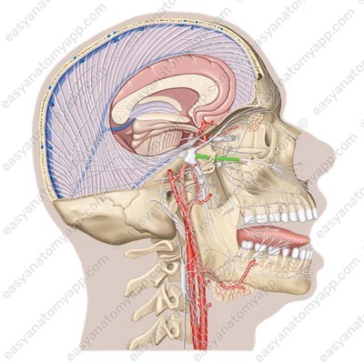 Maxillary nerve (n. maxillaris)