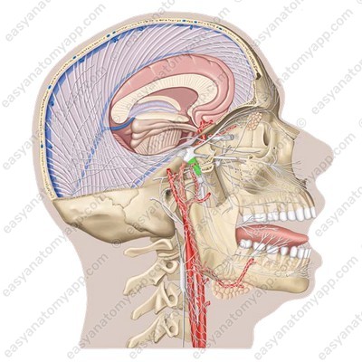 Mandibular nerve (n. mandibularis)