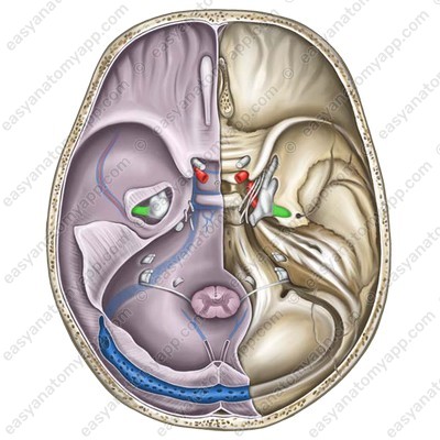 Mandibular nerve in the area of  the foramen ovale