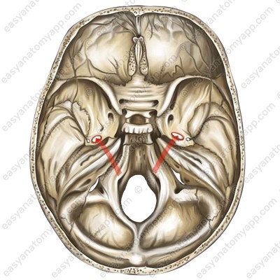 Foramen ovale (foramen ovale)