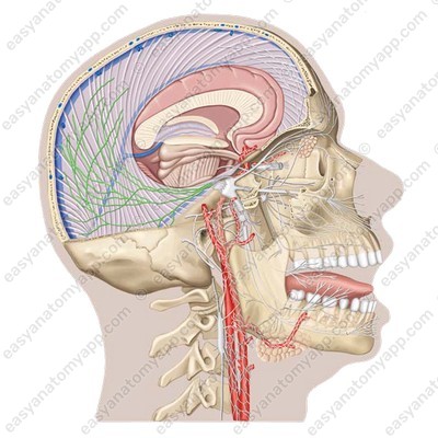 Recurrent tentorial nerve (r. meningeus recurrens / r. tentorii)