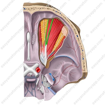 Supraorbital nerve (n. supraorbitalis)