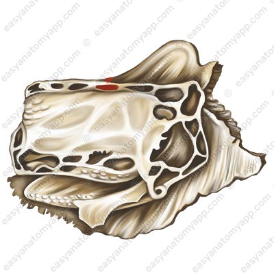Anterior ethmoid foramen (foramen ethmoidale anterius)
