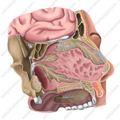 Nasal branch of the anterior ethmoidal nerve