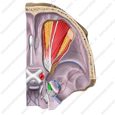 Maxillary nerve (n. maxillaris) - area of  innervation