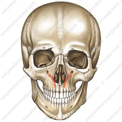 Infraorbital foramen (foramen infraorbitale)