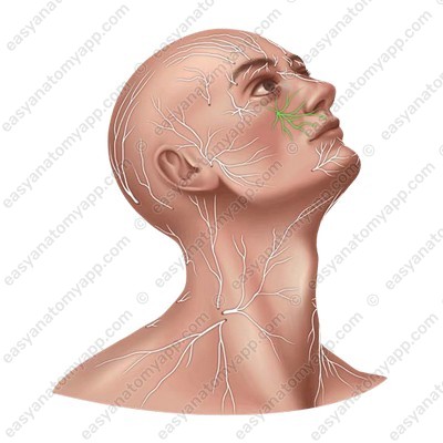 Terminal branches of the infraorbital nerve