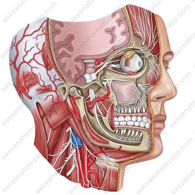 Branches to the pterygopalatine ganglion<br />
(rr. ganglionares ad ganglion pterygopalatinum)