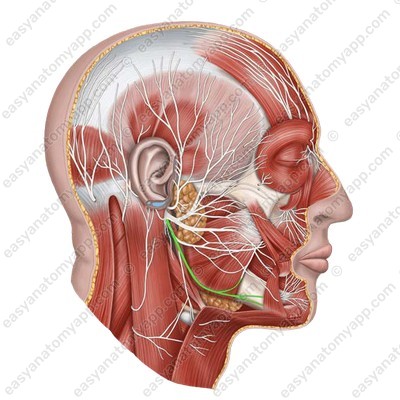 Marginal mandibular branch (r. marginalis mandibulae)