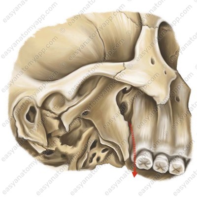 Posterior nasal nerves (canalis palatinus major)