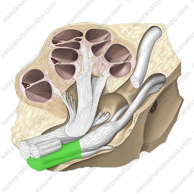 Vestibular part (pars vestibularis) Vestibular nerve (nervus vestibularis)