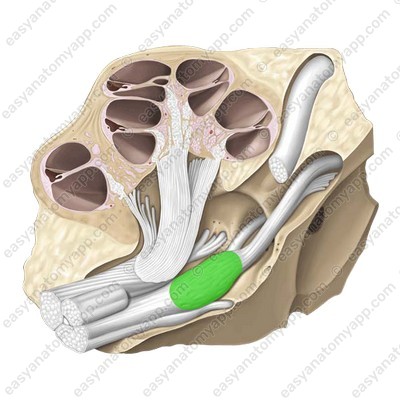 Vestibular ganglion (ganglion vestibulare)