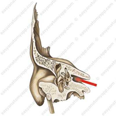 Internal auditory canal (meatus acusticus internus)