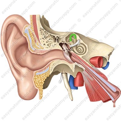 Anterior semicircular canal (canalis semicircularis anterior)