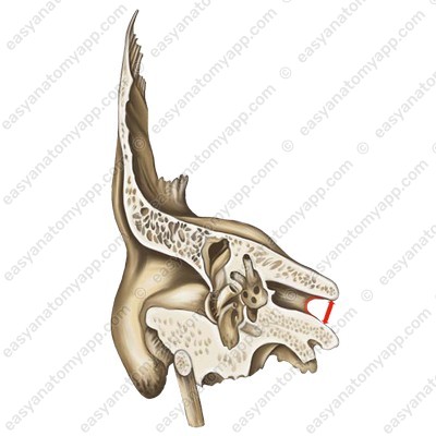 Cochlear nerve (porus acusticus internus)