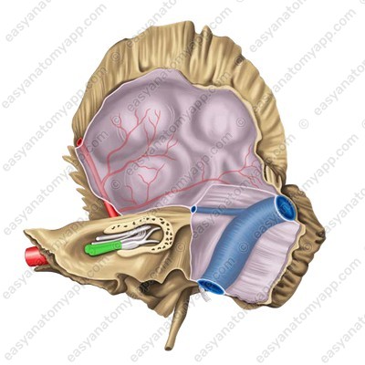 Vestibulocochlear nerve in the internal auditory canal