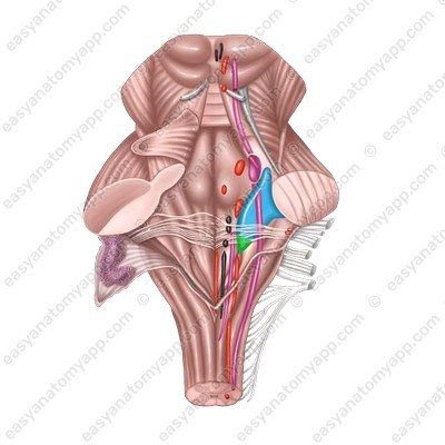Roller’s inferior vestibular nucleus (nucleus vestibularis inferior)