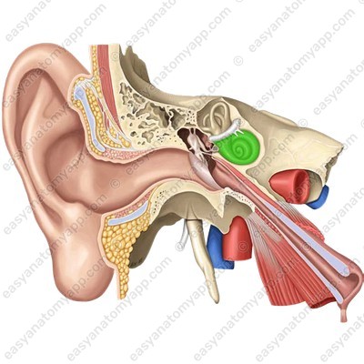 Cochlea (cochlea)