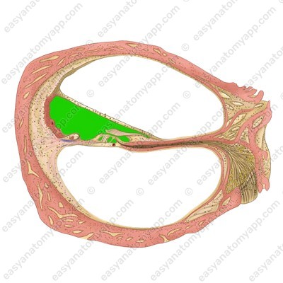 Cochlear duct (ductus cochlearis)