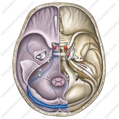Nerve location in the jugular foramen