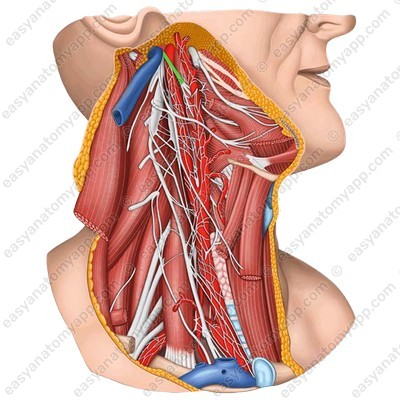 Glossopharyngeal nerve (n. glossopharyngeus) after exiting the jugular foramen