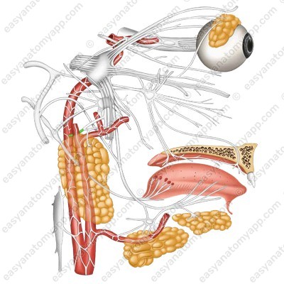Parotid salivary gland (glandula parotidea)