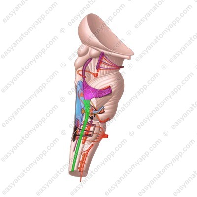 Spinal nucleus of the trigeminal nerve (nucleus spinalis nervi trigemini)