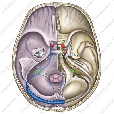 Nerve within the jugular foramen
