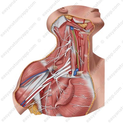 Course of the nerve in the neck region